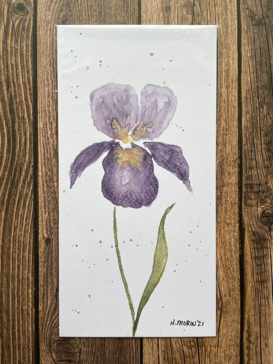 Bearded Iris